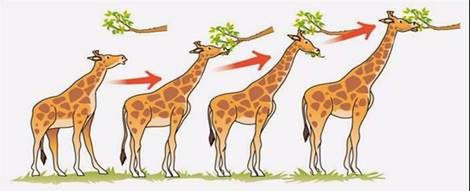 I. QUAN SÁT CỦA DARWIN VỀ CHỌN LỌC TỰ NHIÊN VÀ HÌNH THÀNH LOÀI