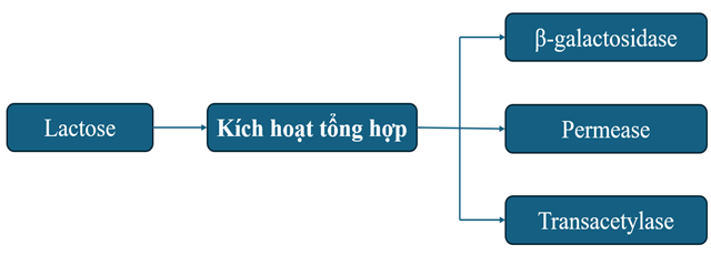 I. THÍ NGHIỆM PHÁT HIỆN RA OPERON LAC Ở VI KHUẨN E.COLI