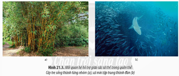 I. KHÁI NIỆM QUẦN THỂ SINH VẬT