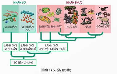 I. TIẾN HÓA NHỎ
