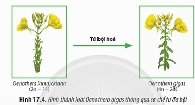 I. TIẾN HÓA NHỎ