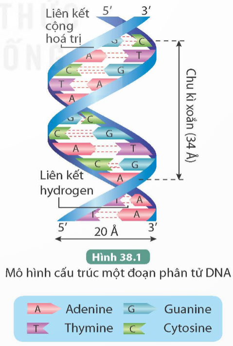 BÀI 38: NUCLEIC ACID VÀ GENE