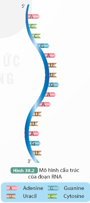 BÀI 38: NUCLEIC ACID VÀ GENE