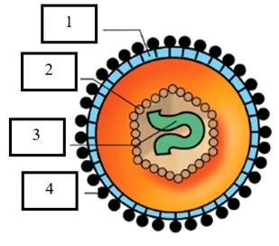 1. NHẬN BIẾT (7 câu)