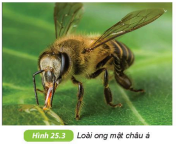1. NHẬN BIẾT (4 câu)