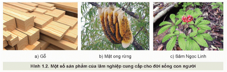 BÀI 1: VAI TRÒ VÀ TRIỂN VỌNG CỦA LÂM NGHIỆP