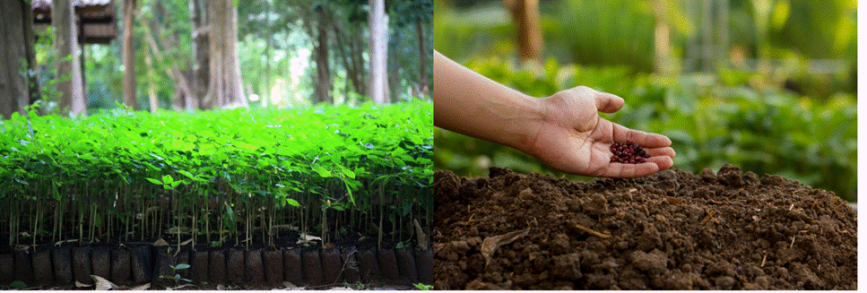 BÀI 5: KỸ THUẬT TRỒNG VÀ CHĂM SÓC RỪNG