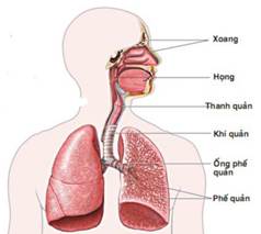 BÀI 30. KHÁI QUÁT VỀ CƠ THỂ NGƯỜI (16 câu)
