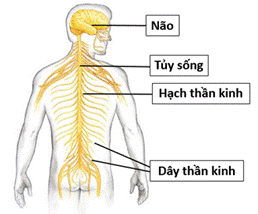 BÀI 30. KHÁI QUÁT VỀ CƠ THỂ NGƯỜI (16 câu)