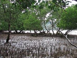BÀI 47. BẢO VỆ MÔI TRƯỜNG