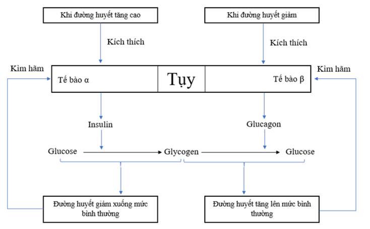 BÀI 38. HỆ NỘI TIẾT Ở NGƯỜI (25 câu)