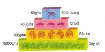 BÀI 44. HỆ SINH THÁI (21 câu)