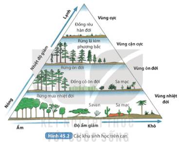 BÀI 45. SINH QUYỂN (21 câu)