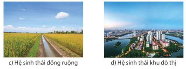 BÀI 44. HỆ SINH THÁI (21 câu)
