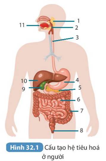 BÀI 32. DINH DƯỠNG VÀ TIÊU HÓA Ở NGƯỜI (25 câu)
