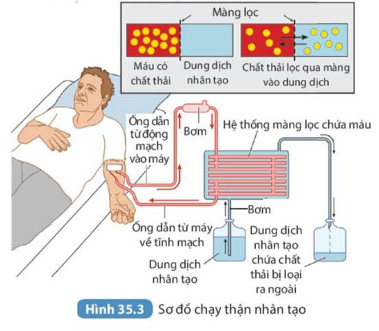 BÀI 35. HỆ BÀI TIẾT Ở NGƯỜI (25 câu)
