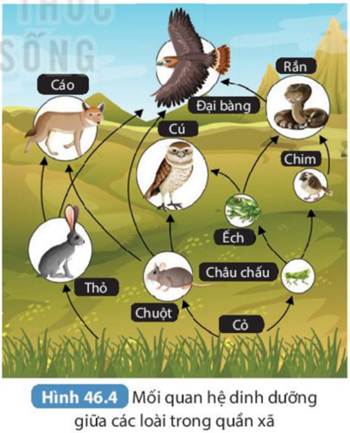 BÀI 46. CÂN BẰNG TỰ NHIÊN (21 câu)