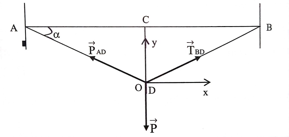 BÀI 17: TRỌNG LỰC VÀ LỰC CĂNG