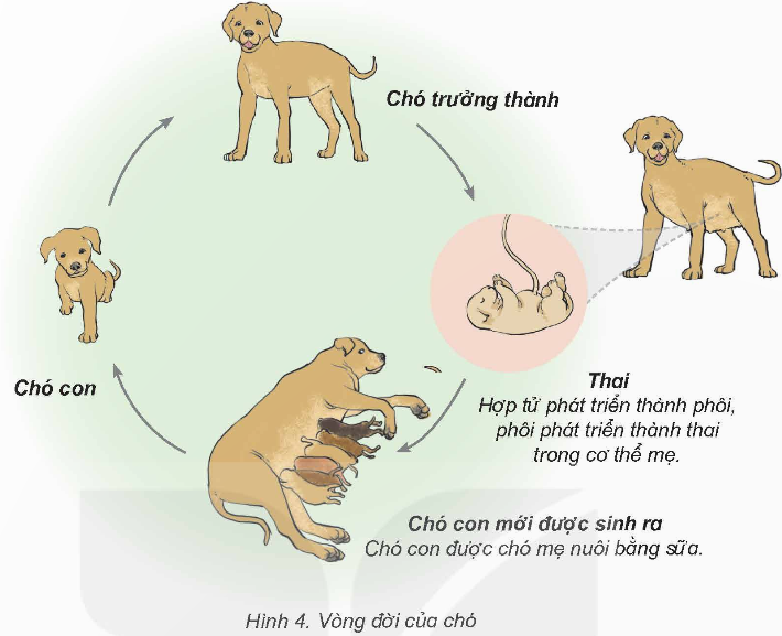 I. YÊU CẦU CẦN ĐẠT
