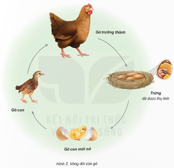I. YÊU CẦU CẦN ĐẠT