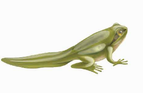 I. YÊU CẦU CẦN ĐẠT