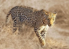 I. YÊU CẦU CẦN ĐẠT