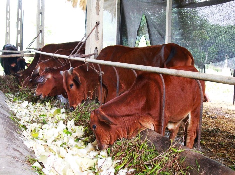 I. MỤC TIÊU