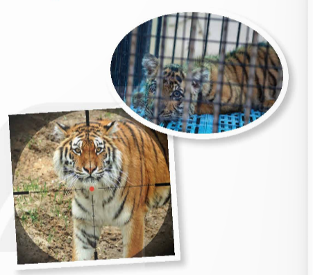UNIT 8: Wildlife conservation