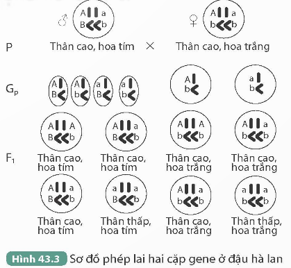 I. MỤC TIÊU