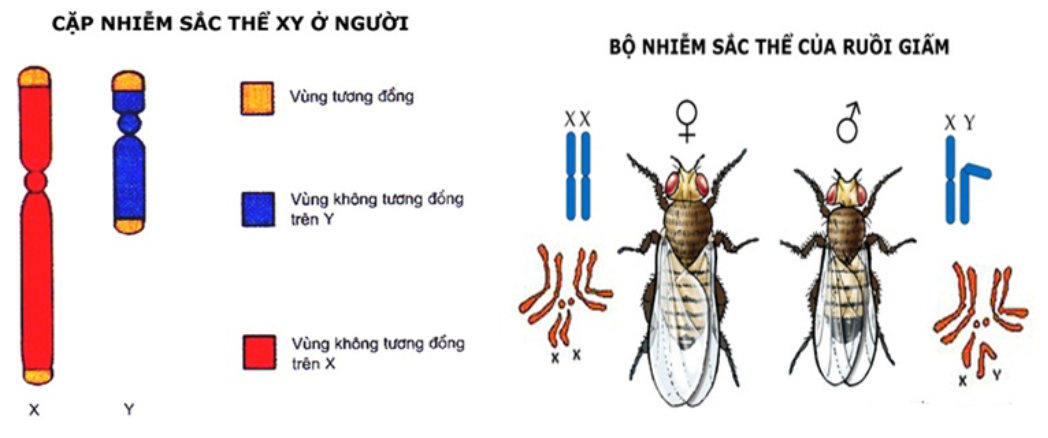 I. MỤC TIÊU