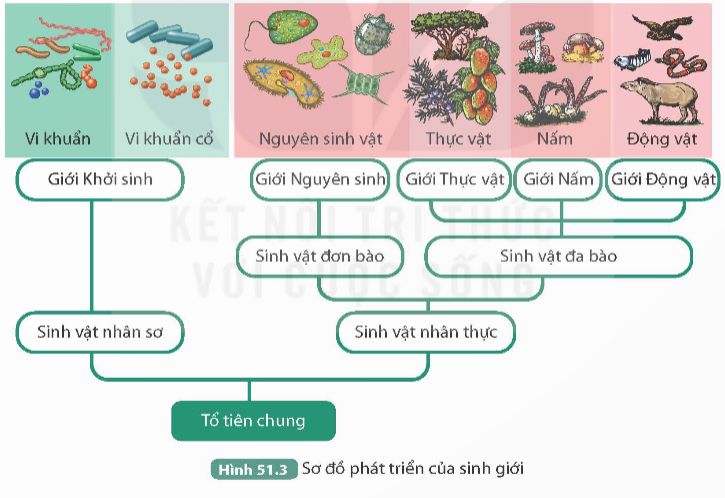 I. MỤC TIÊU
