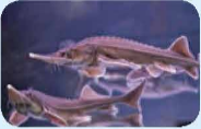 UNIT 8: Wildlife conservation