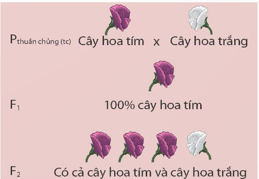 I. MỤC TIÊU