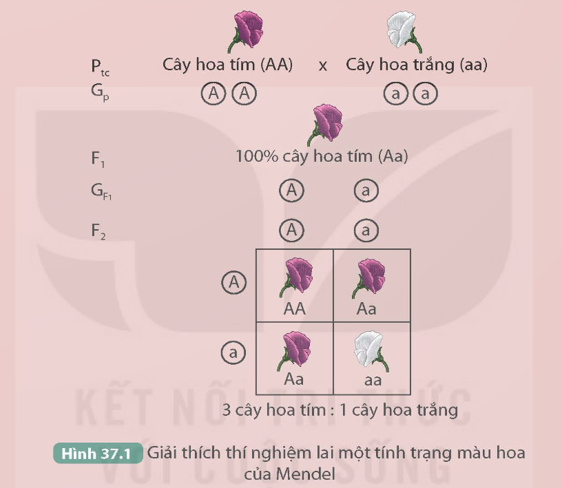 I. MỤC TIÊU