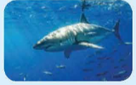UNIT 8: Wildlife conservation