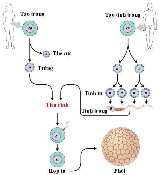 I. MỤC TIÊU