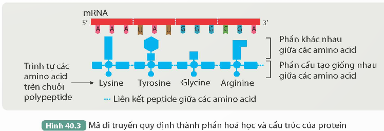I. MỤC TIÊU
