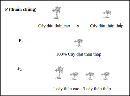 I. MỤC TIÊU