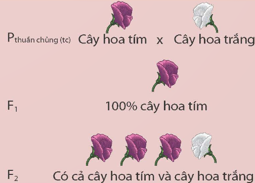 I. MỤC TIÊU