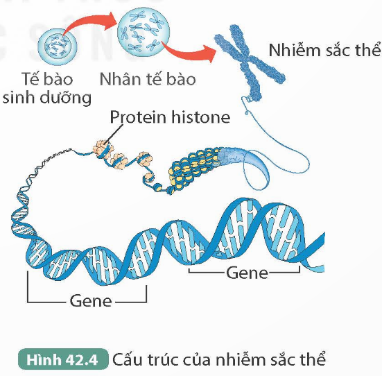 I. MỤC TIÊU
