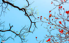 I. YÊU CẦU CẦN ĐẠT
