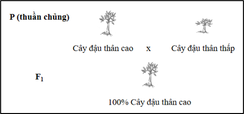 I. MỤC TIÊU
