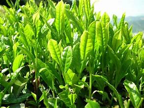 I. YÊU CẦU CẦN ĐẠT