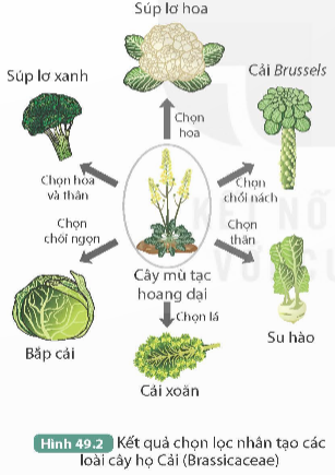 I. MỤC TIÊU