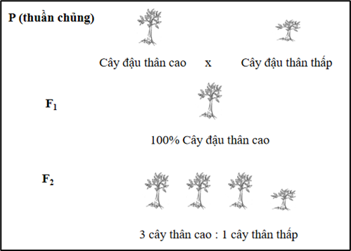 I. MỤC TIÊU