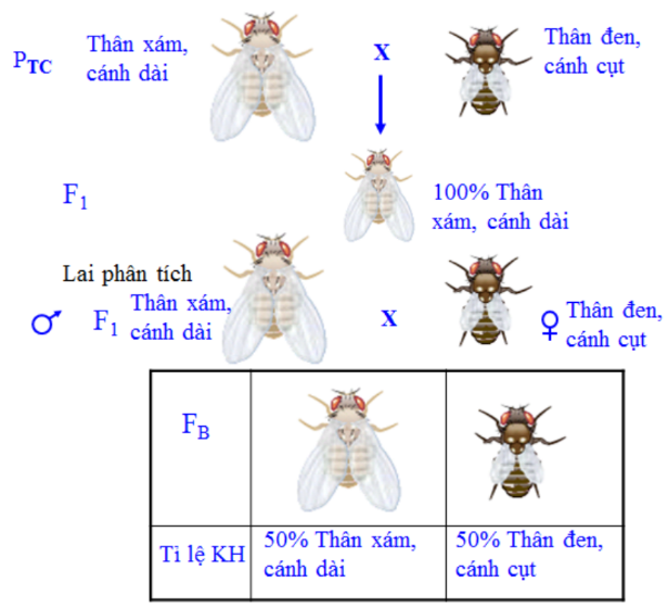 I. MỤC TIÊU