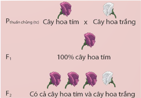 I. MỤC TIÊU