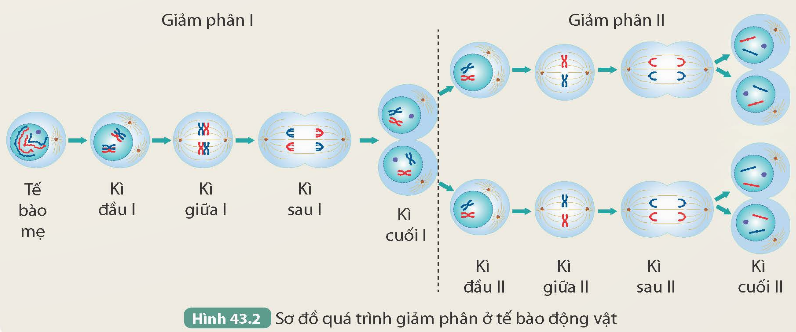 I. MỤC TIÊU
