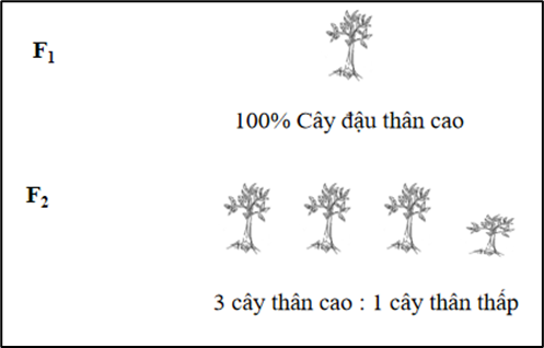 I. MỤC TIÊU