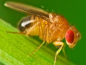 I. MỤC TIÊU